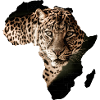 africa leopard