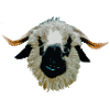 Waliser Schwarznasenschaf