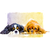 deux épagneuls cavalier mignons