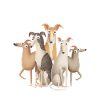 Greyhounds gør mig lykkelige hoomans gør mit hoved ondt