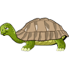 turtle drawing