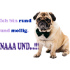 Mops rund und mollig