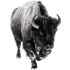Winter bison in the snow