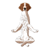 Meditate Welsh Springer Spaniel Dog