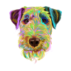 Splash Welsh Terrier Dog
