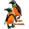 Penguin orange