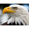 Aigle