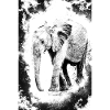 elephant in black and white