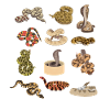 snakes