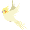 Flying cockatiel