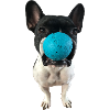 French bulldog playing