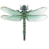 Libellule verte aquarelle Art