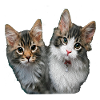 Chatons