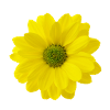 Flower yellow
