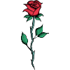 Red rose - drawing, art