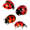 4 ladybugs