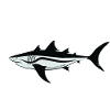 Megalodon Shark - shark dino