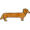 Dachshund dachshund