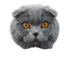chat