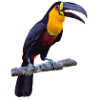 tucan