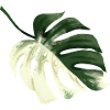 Conception premium Monstera