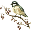 Bunter Vogel