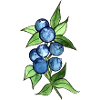 blueberries