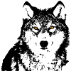Schwarze Wolfaugen