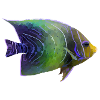 Coral fish