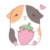 Cute Guinea Pig Loves Strawberry