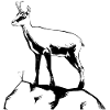 Chamois