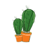 cactus cactus magnifique épineux