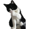 Chat noir et blanc