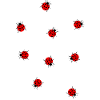 Many ladybugs summer