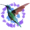 Colibri