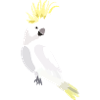 Parrot cockatoo white
