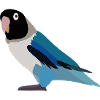 Parrot black blue