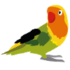 Parrot yellow, green & orange