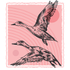 Canard rose