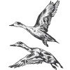 Flight duck