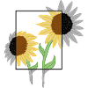 Sonnenblume Grau&Farbe