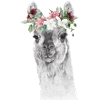 Llama