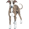 Italian Greyhound