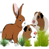 Guinea Pig Rabbit Design