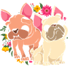French bulldog