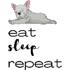 Bulldog frances french bulldog
