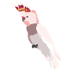 Parrot - pink cockatoo