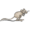 Wue-springmaus