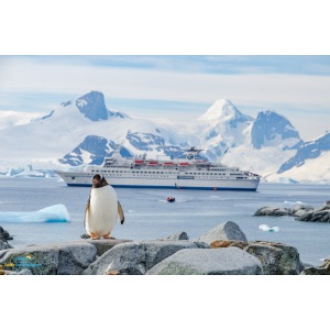 SuK Bild - Antarktis - Ein Pinguin vor MS Delphin