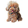 Dog Doodle Goldendoodle Dog Lover